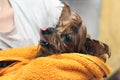 Wet Yorkshire Terrier with its tongue hanging out wrapped in a yellow towel. Small dog after bathing in the ownerÃ¢â¬â¢s hands Royalty Free Stock Photo